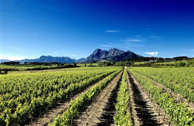 Mejores vinos de Sudáfrica: Western Cape y Stellenbosch