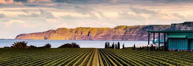 Exploring the Distinctive Traits of New Zealand Wines